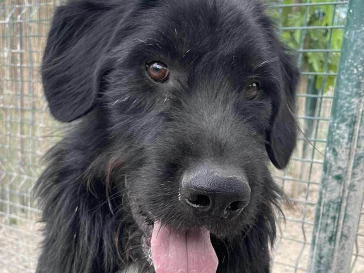 Disponible à l'adoption, chien de 3 ans