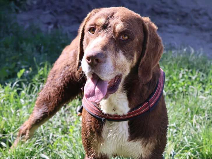 En attente d’adoption, chien marron et blanc