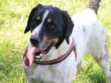À adopter, chien âgé de 6 ans