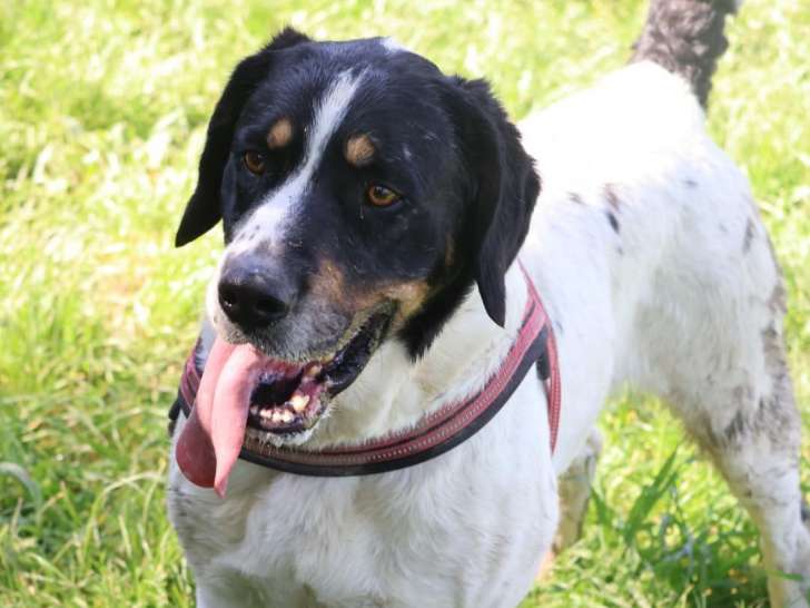 À adopter, chien âgé de 6 ans