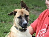 Chien Berger Malinois en attente d'adoption