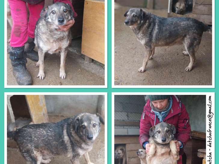 Disponible à l'adoption, chienne adulte de 9 ans