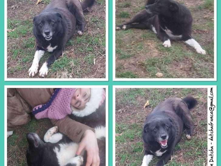 À la recherche d’une famille, chienne de 3 ans