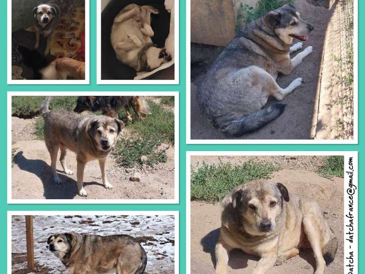 En attente d'adoption, chien de 9 ans
