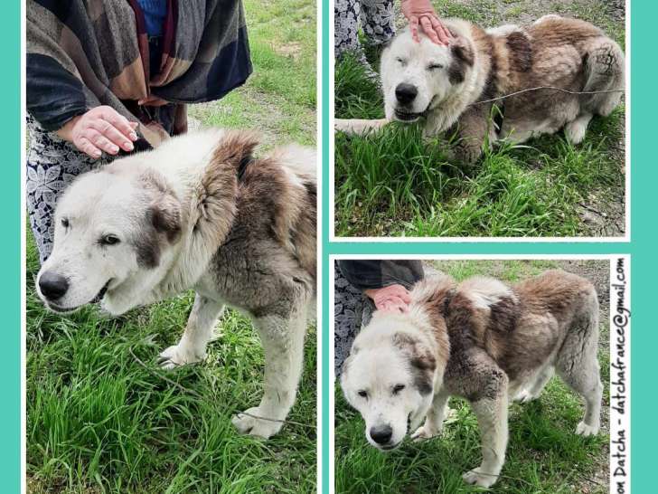 À la recherche d'un foyer : chienne Berger d'Asie Centrale