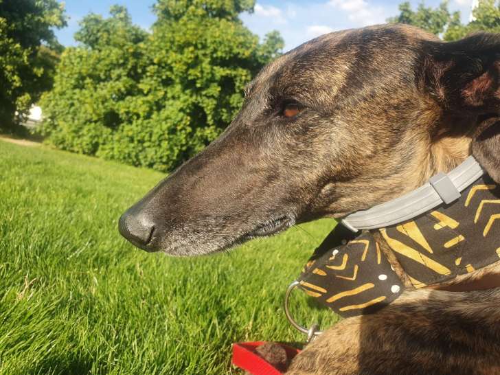 Algodonero, Galgo Espagnol idéal à adopter