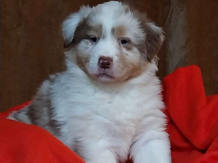 Chiots Berger Australien LOF à vendre