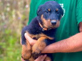 Chiots Beauceron LOF à vendre