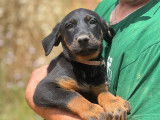 Chiots Beauceron LOF à vendre