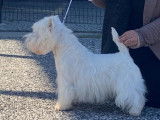Male Westie LOF pour saillie