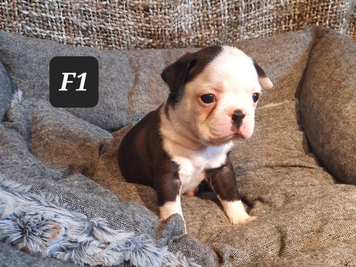 Chiots Boston Terrier à vendre