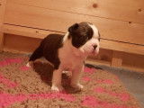 Chiot femelle Boston Terrier à vendre