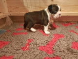 Chiot femelle Boston Terrier à vendre