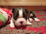 Chiot femelle Boston Terrier à vendre