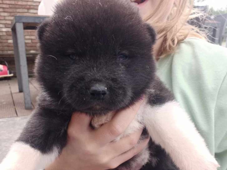 Chiots Akita Américain bientôt disponibles