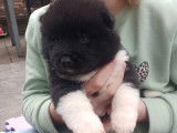 Chiots Akita Américain bientôt disponibles