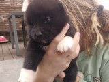 Chiots Akita Américain bientôt disponibles
