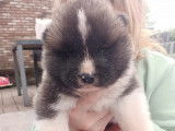Chiots Akita Américain bientôt disponibles