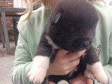 Chiots Akita Américain bientôt disponibles
