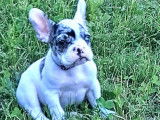 Chiots Bouledogues Francais prêts à adopter