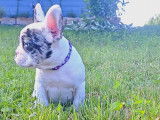 Chiots Bouledogues Francais prêts à adopter