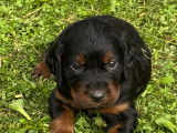 Chiots de race Setter Gordon à vendre (3 femelles & 7 mâles)