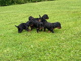 Chiots de race Setter Gordon à vendre (3 femelles & 7 mâles)