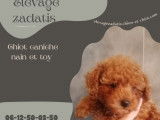 Magnifique chiots caniches toy et petits nains