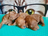 Magnifique chiots caniches toy et petits nains