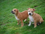 Magnifique chiot Staffordshire Bull Terrier LOF à vendre