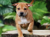 Magnifique chiot Staffordshire Bull Terrier LOF à vendre