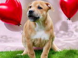 Magnifique chiot Staffordshire Bull Terrier LOF à vendre