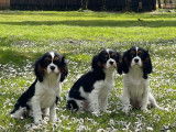 &Agrave; vendre : 3 chiots Cavaliers King Charles LOF