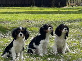 &Agrave; vendre : 3 chiots Cavaliers King Charles LOF