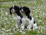 &Agrave; vendre : 3 chiots Cavaliers King Charles LOF