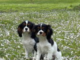 &Agrave; vendre : 3 chiots Cavaliers King Charles LOF