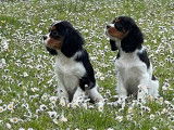 &Agrave; vendre : 3 chiots Cavaliers King Charles LOF