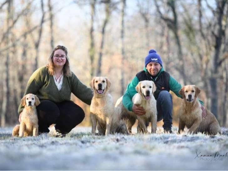 Des chiots Golden Retrievers LOF à réserver