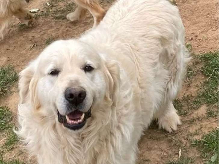 Un chien mâle Golden Retriever à vendre (LOF)