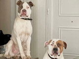 Chiens Dogue Argentin croisés Staff à donner