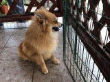Chiots Spitz Allemand à vendre