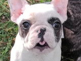 Chiots Bouledogue Français à vendre