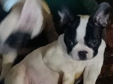 Chiots Bouledogue Français à vendre