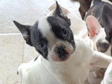 Chiots Bouledogue Français à vendre