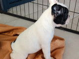 Chiots Bouledogue Français à vendre