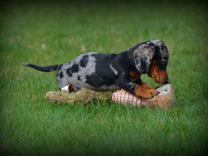 Chiots Teckel à poil ras à vendre