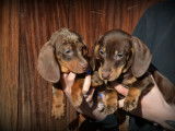 Chiots Teckel à poil ras à vendre