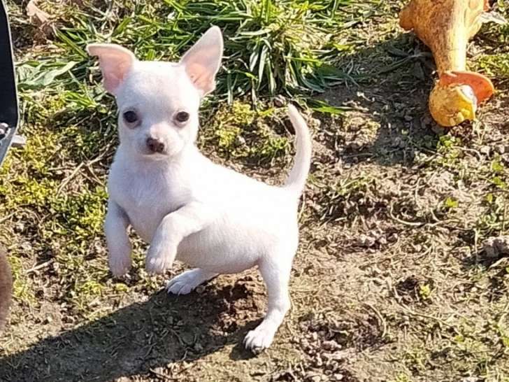 Femelles Chihuahuas