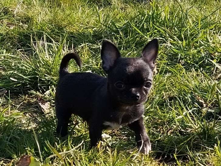 Femelles Chihuahuas