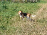 Mâle Beagle disponible pour saillie